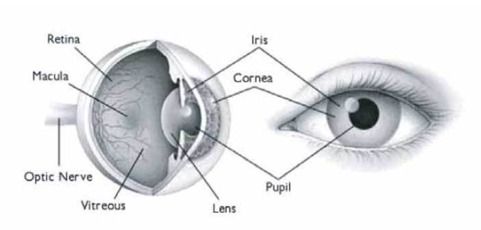 Πρεσβυωπία