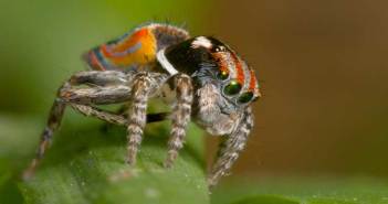 Συνταγές για άριστη όραση