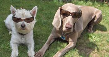 Ελπιδοφόρα τεχνική για αποκατάσταση της όρασης