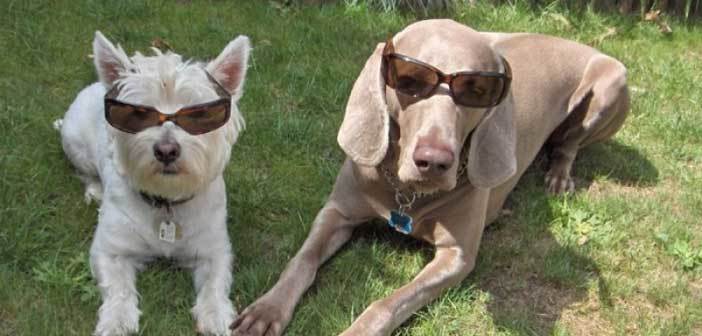 Ελπιδοφόρα τεχνική για αποκατάσταση της όρασης