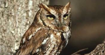 Η νυχτερινή όραση της κουκουβάγιας