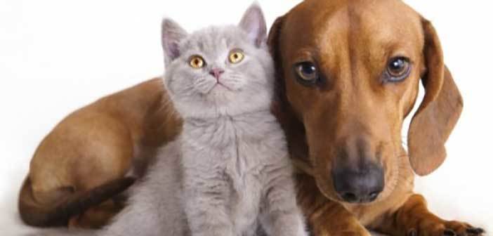 Η όραση του σκύλου και της γάτας
