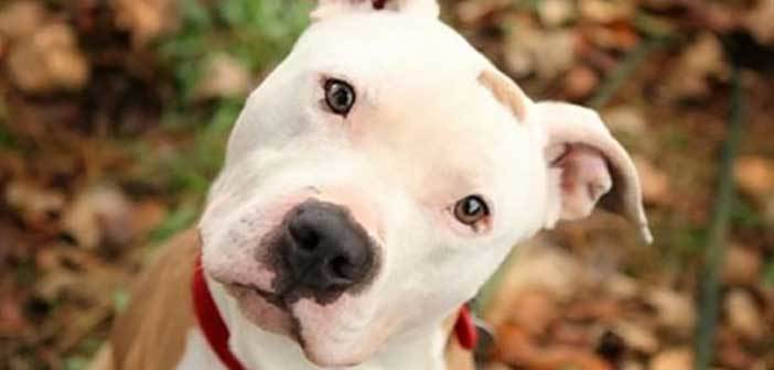 Μάθετε πόσο καλά βλέπει το κατοικίδιο σας