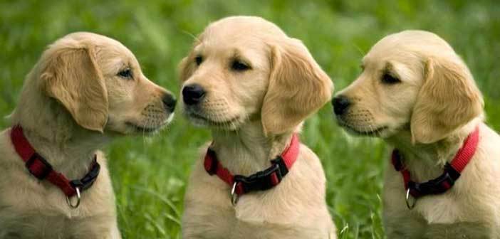 Πως τα ζώα βλέπουν τον κόσμο (Video)