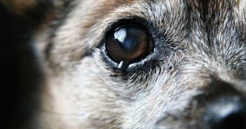 Γιατί δακρύζει ο σκύλος μου;