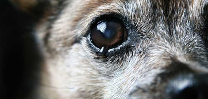 Γιατί δακρύζει ο σκύλος μου;