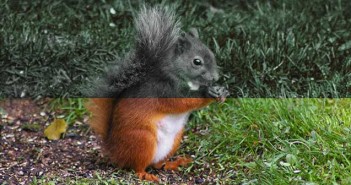 Η όραση των ζωών (Βίντεο)