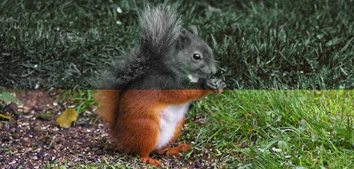 Η όραση των ζωών (Βίντεο)