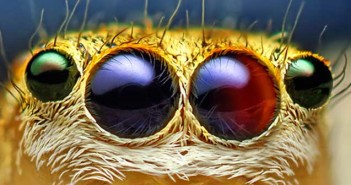 Οι παράξενοι οφθαλμοί των εντόμων (φωτογραφίες)