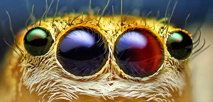 Οι παράξενοι οφθαλμοί των εντόμων (φωτογραφίες)