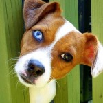 Σκυλιά με περίεργα μάτια 2