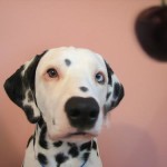 Σκυλιά με περίεργα μάτια 5