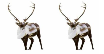 Αυτά είναι τα θηλαστικά τα οποία μπορούν να δουν τις υπεριώδεις ακτίνες