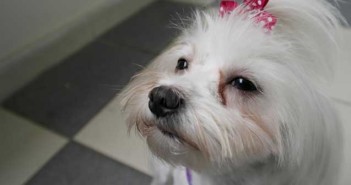 Όταν η φατσούλα του σκύλου έχει λεκέδες από δάκρυα