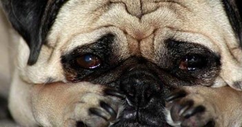 Τα ζώα κλαίνε;