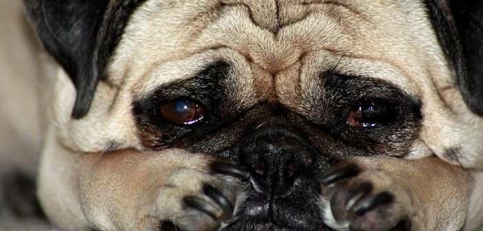 Τα ζώα κλαίνε;