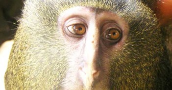 Ο πίθηκος που διαθέτει… ανθρώπινα μάτια