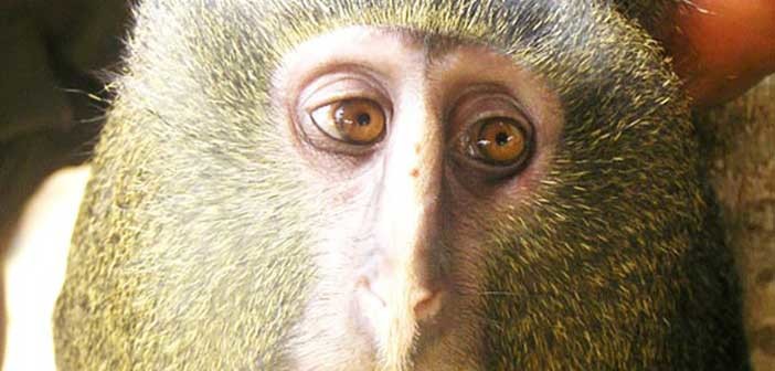 Ο πίθηκος που διαθέτει… ανθρώπινα μάτια