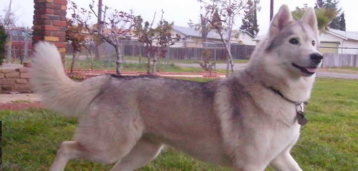 Η όραση του σκύλου σας