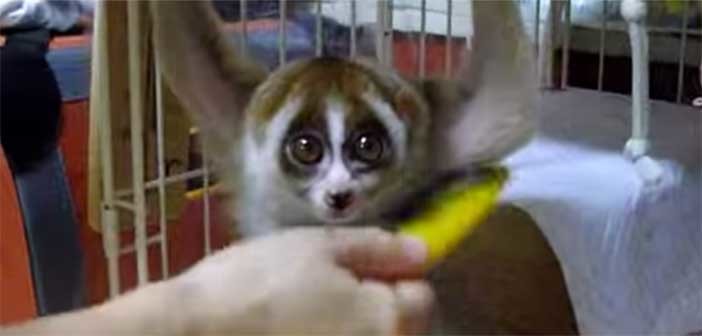 Το πιο γλυκό βλέμμα παγκοσμίως προέρχεται από ένα … Lemur