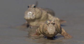 Ψάρια που διαθέτουν… παράξενα μάτια