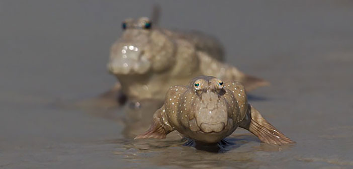Ψάρια που διαθέτουν… παράξενα μάτια