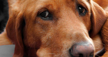 Οι σκύλοι κλαίνε όταν είναι στενοχωρημένοι;