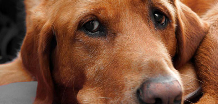 Οι σκύλοι κλαίνε όταν είναι στενοχωρημένοι;
