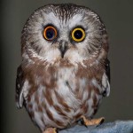 ζώα με διαφορετικό χρώμα ματιών 10