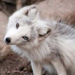 ζώα με διαφορετικό χρώμα ματιών 4