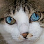 ζώα με διαφορετικό χρώμα ματιών 5