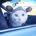 ζώα με διαφορετικό χρώμα ματιών 6