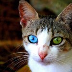 ζώα με διαφορετικό χρώμα ματιών 7