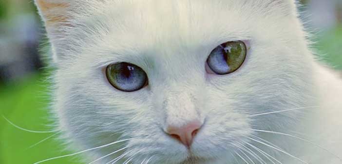 ζώα με διαφορετικό χρώμα ματιών