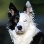 ζώα με διαφορετικό χρώμα ματιών 8