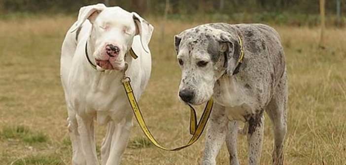 Ο σκύλος μου είναι τυφλός - Τι να κάνω;