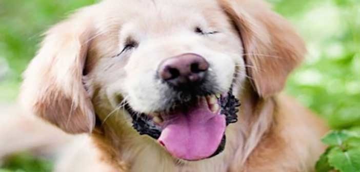 Τυφλός… ο πιο χαρούμενος σκύλος του κόσμου