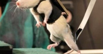 Η ψηφιακή πυξίδα που βοηθά τους τυφλούς ποντικούς να δουν