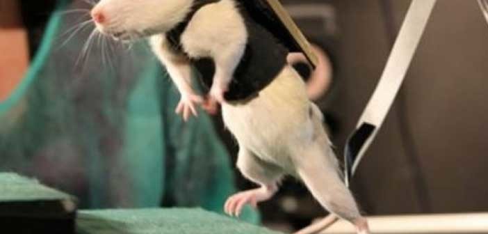 Η ψηφιακή πυξίδα που βοηθά τους τυφλούς ποντικούς να δουν