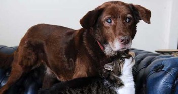 Ο τυφλός σκύλος ο οποίος βλέπει… με τα μάτια μιας γάτας