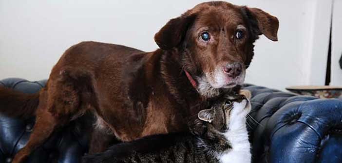 Ο τυφλός σκύλος ο οποίος βλέπει… με τα μάτια μιας γάτας