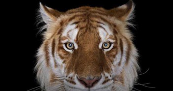 Όταν τα άγρια ζώα κοιτάζουν το φακό κατάματα