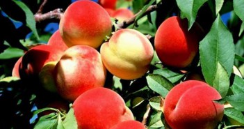 Ροδάκινο - Για τέλειο δέρμα και όραση