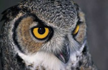 Γιατί τα ζώα παρουσιάζουν καλύτερη όραση στο σκοτάδι;