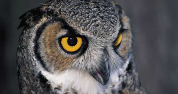 Γιατί τα ζώα παρουσιάζουν καλύτερη όραση στο σκοτάδι;