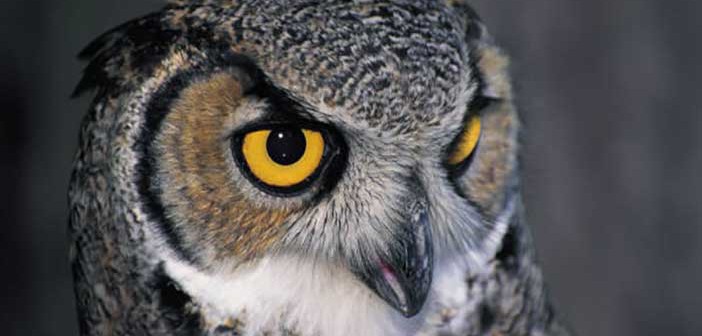 Γιατί τα ζώα παρουσιάζουν καλύτερη όραση στο σκοτάδι;