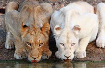 Ζώα Αλμπίνο - 25 σπάνιες φωτογραφίες